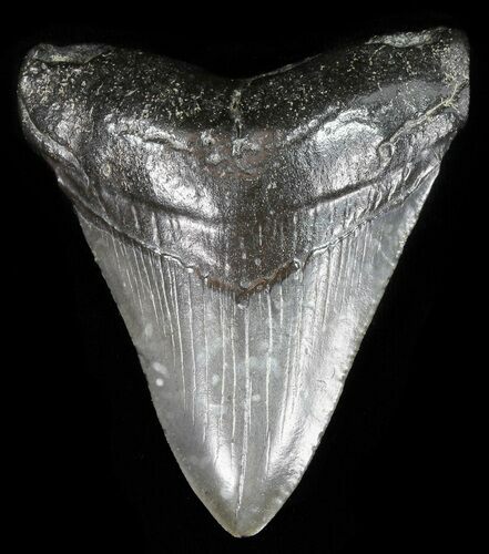 Bargain, Fossil Megalodon Tooth - South Carolina #51138